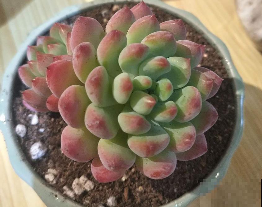 蓝苹果不够蓝不生长？解决这3个问题，不愁不爆盆