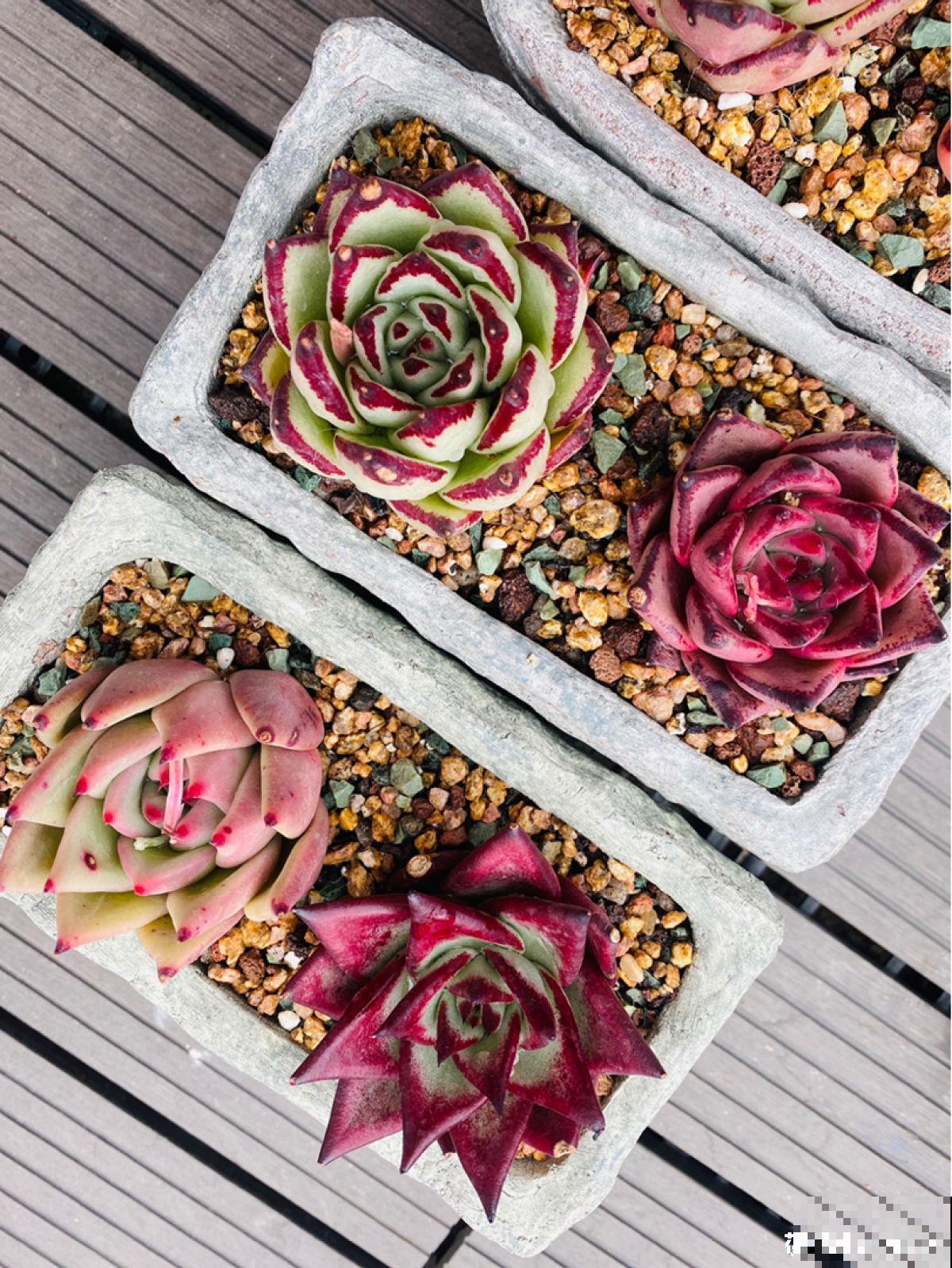 8种超美多肉,秋天抓住时机养,颜值高好养活 8种超美多肉,秋天抓住时机养,颜值高好养活