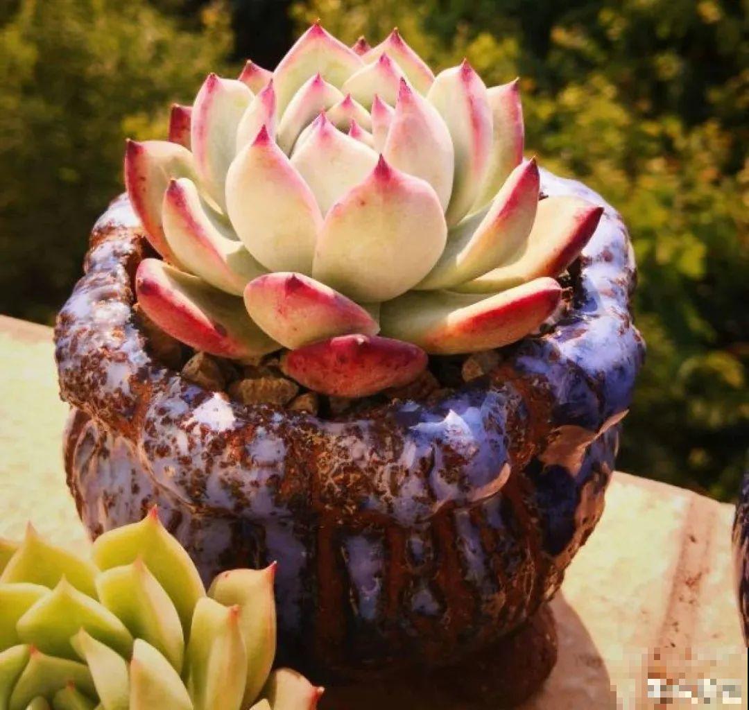 夏天养多肉，别人的绿徒摊，她的却美萌艳，太美了