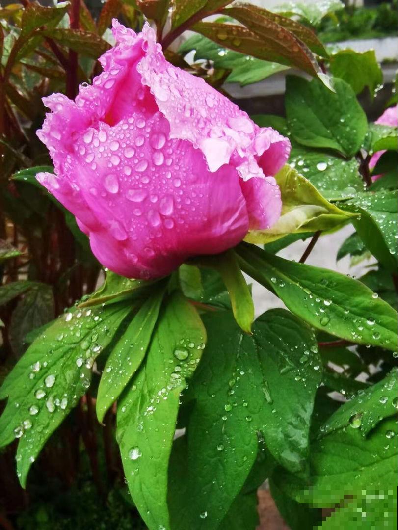 一枝独秀,看牡丹艳压群芳,分享5步牡丹养护方法 一枝独秀,看牡丹艳压群芳,分享5步牡丹养护方法