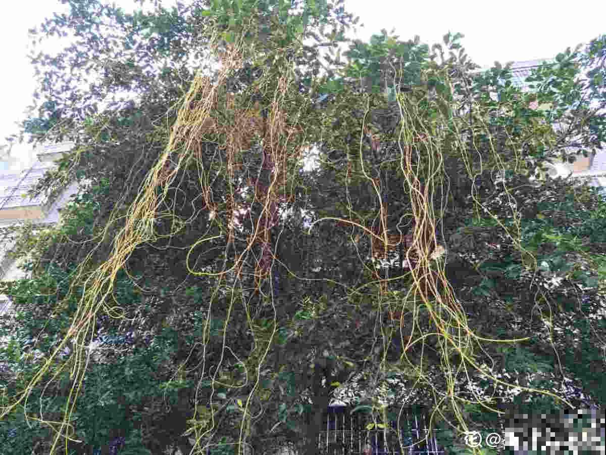 4种生物入侵植物，还是别养了，泛滥了容易惹麻烦