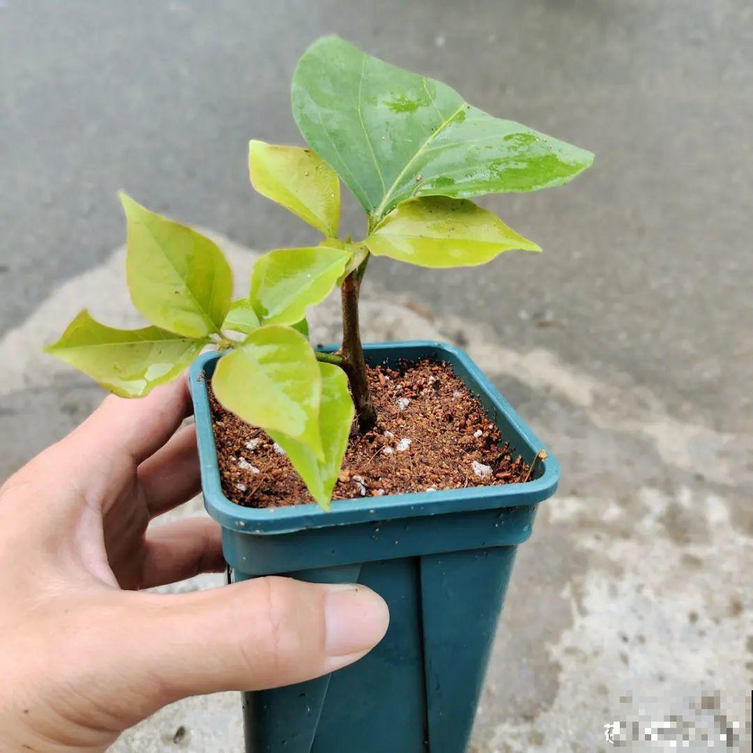 8种花，越热越扦插，大白根呼呼冒