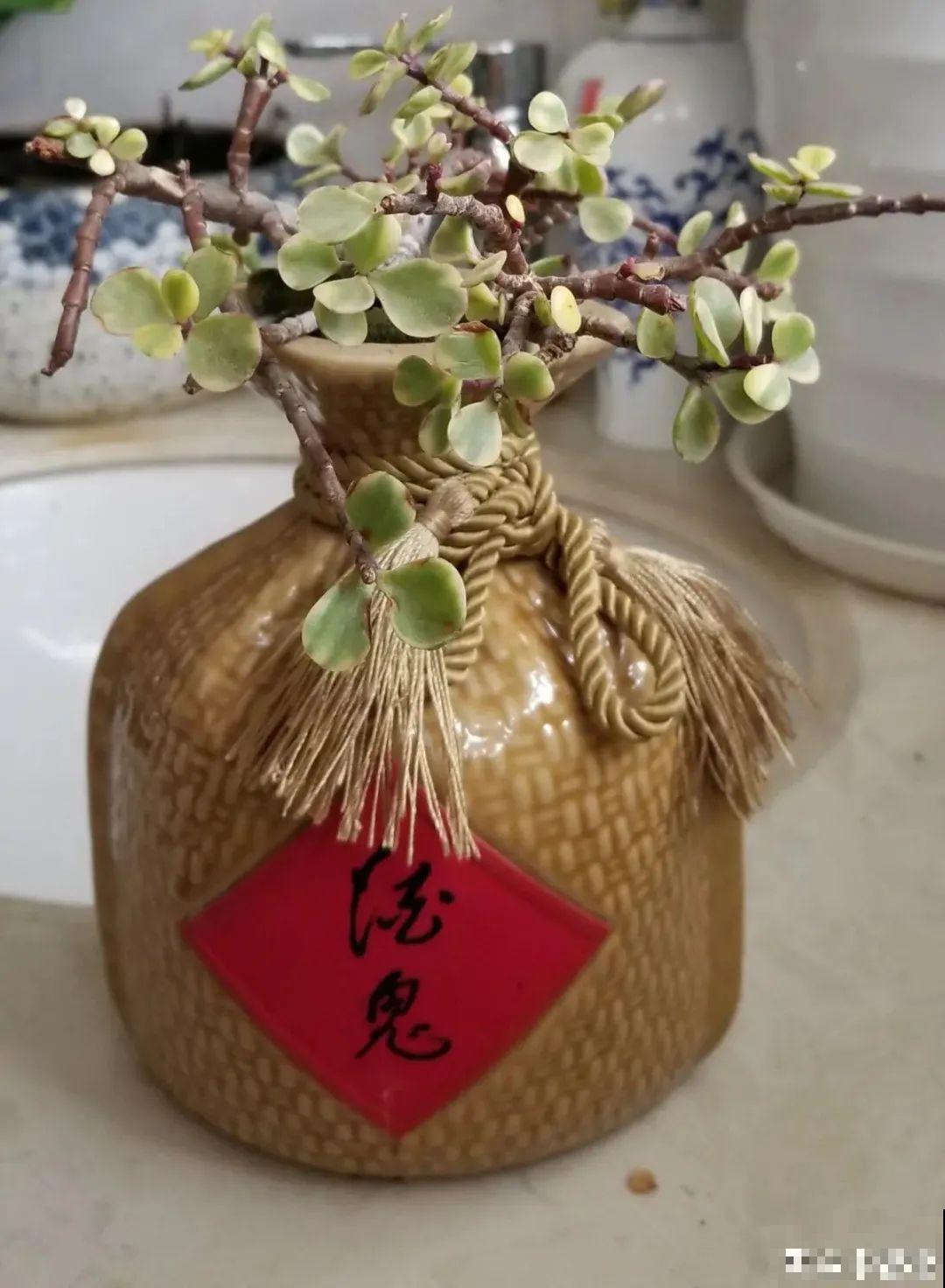 酒瓶子别扔，拿来种多肉，时髦又省钱