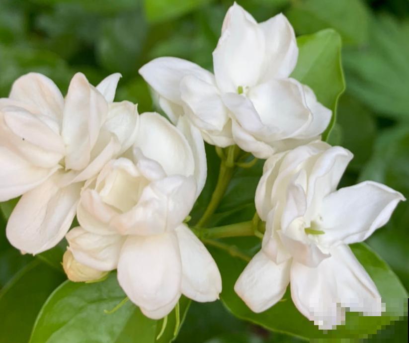 开白色花怎么了，照样仙气十足！