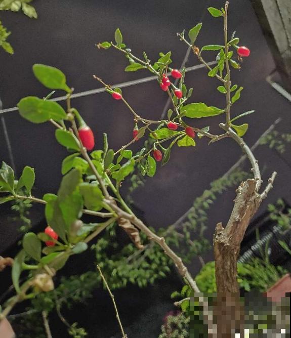 1种大气又精致的盆景，6个养护方法，枸杞盆景进家门