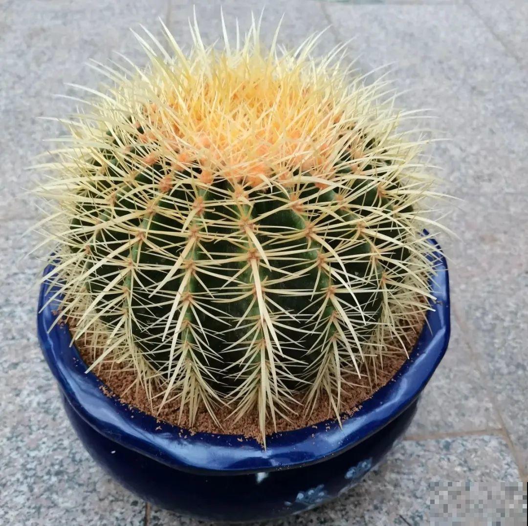 家里养8种花，独特有气质，还有满满安全感