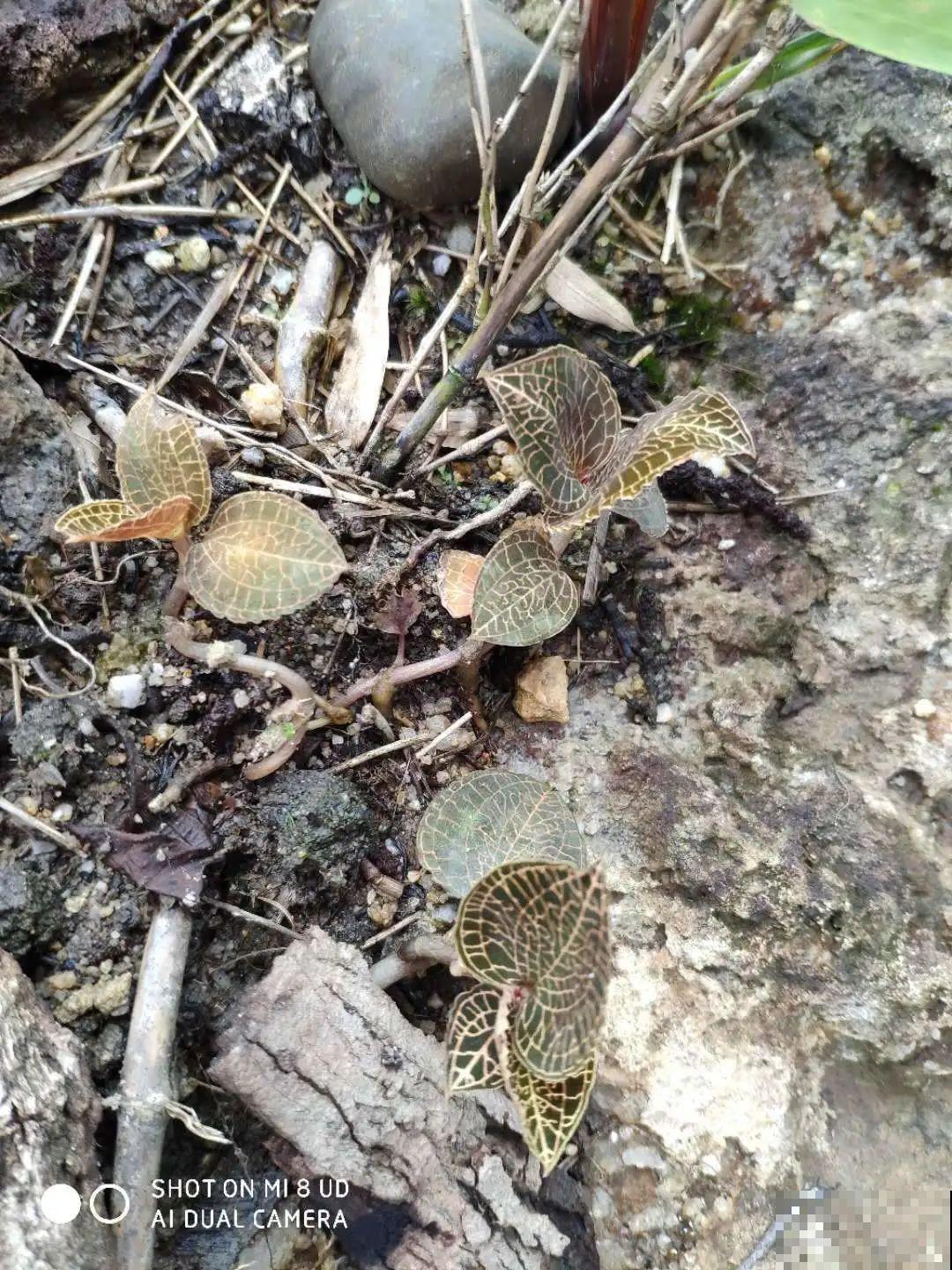 看到稀奇花，不认识的别去挖，可能会触犯法律