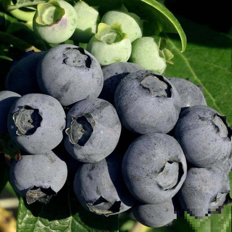 南北方都能养的蓝莓，家里种一棵，果子又大又甜