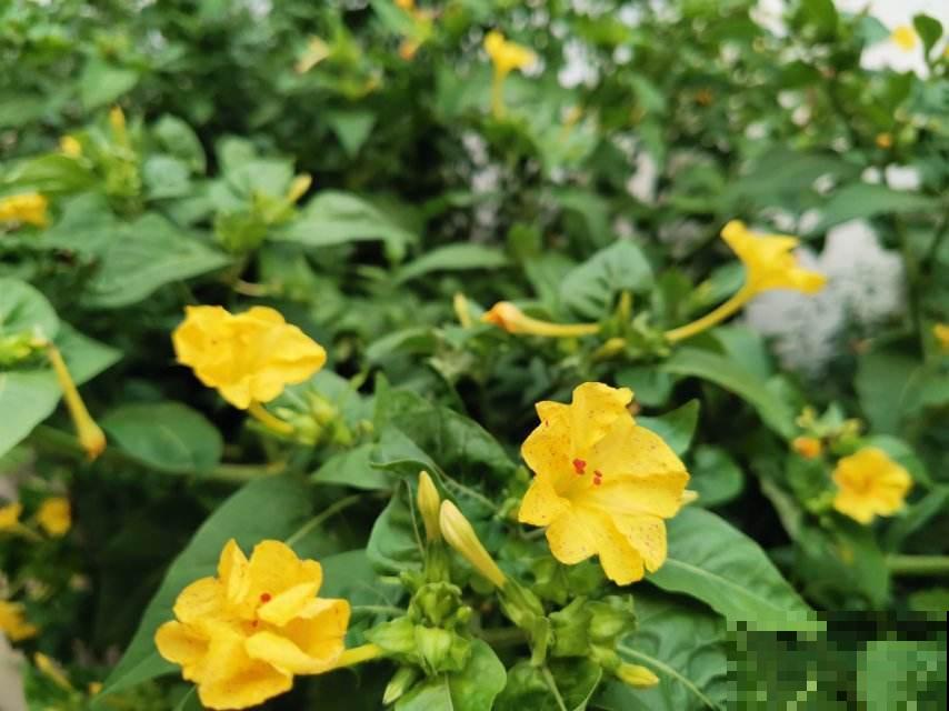 夜深人静，这4种花却在悄悄争奇斗艳，你留意过吗？