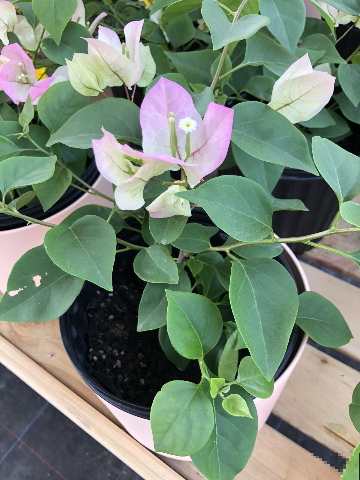 高人气三角梅,教你5步,摆脱只会买不会养 高人气三角梅,教你5步,摆脱只会买不会养