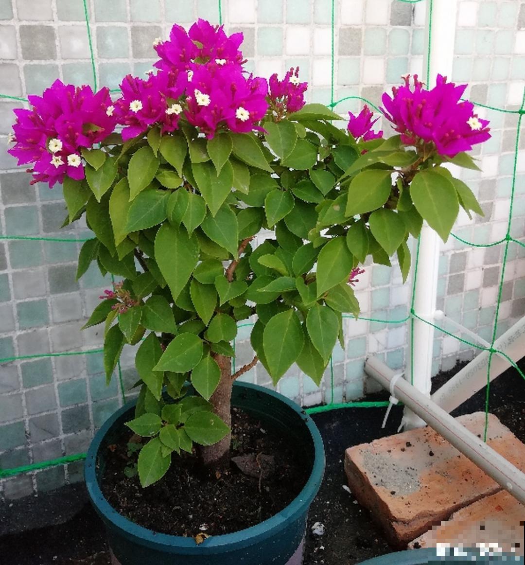 7种花，立秋后换盆，秋冬才能越养越好