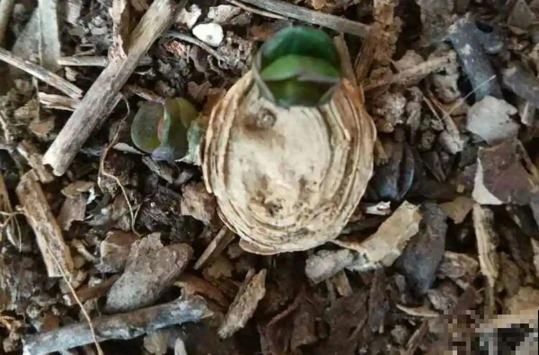 夏天养君子兰，要注意一个“懒”字，不然烂叶又烂芯