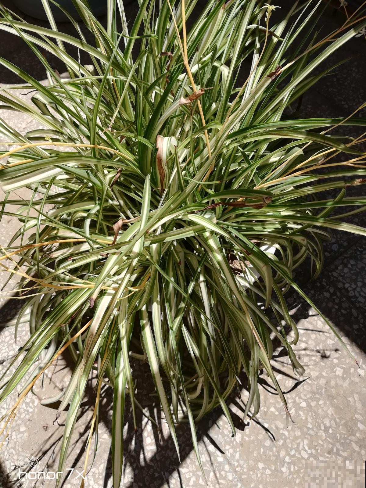 2种花超好养，精心养护反而养不好，不养你就亏大了！