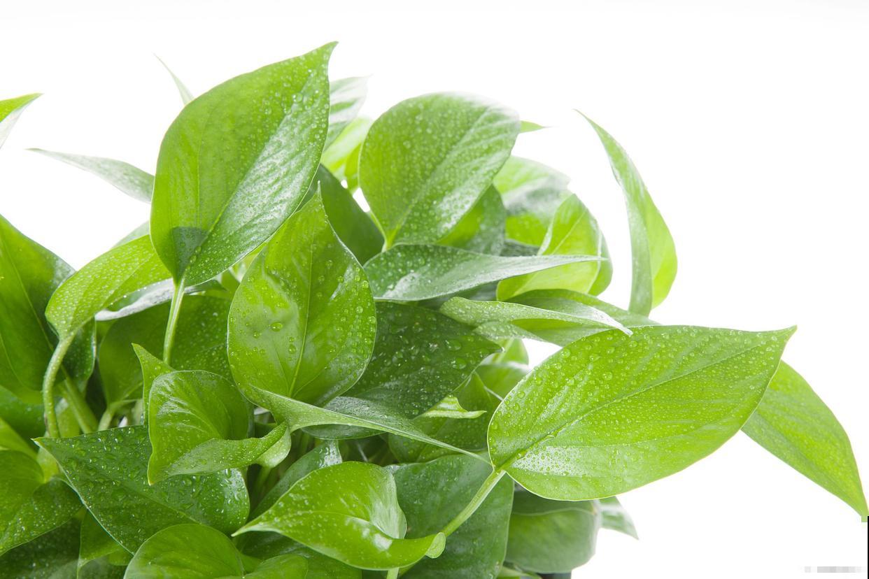 人人家里都有的绿萝，堪称大众花卉，养护要点有4条