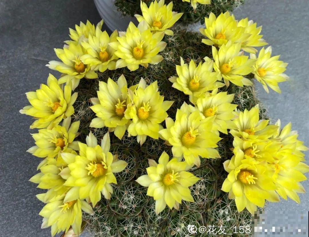 养花大神的爆花技巧，我给大家偷来了，赶紧学