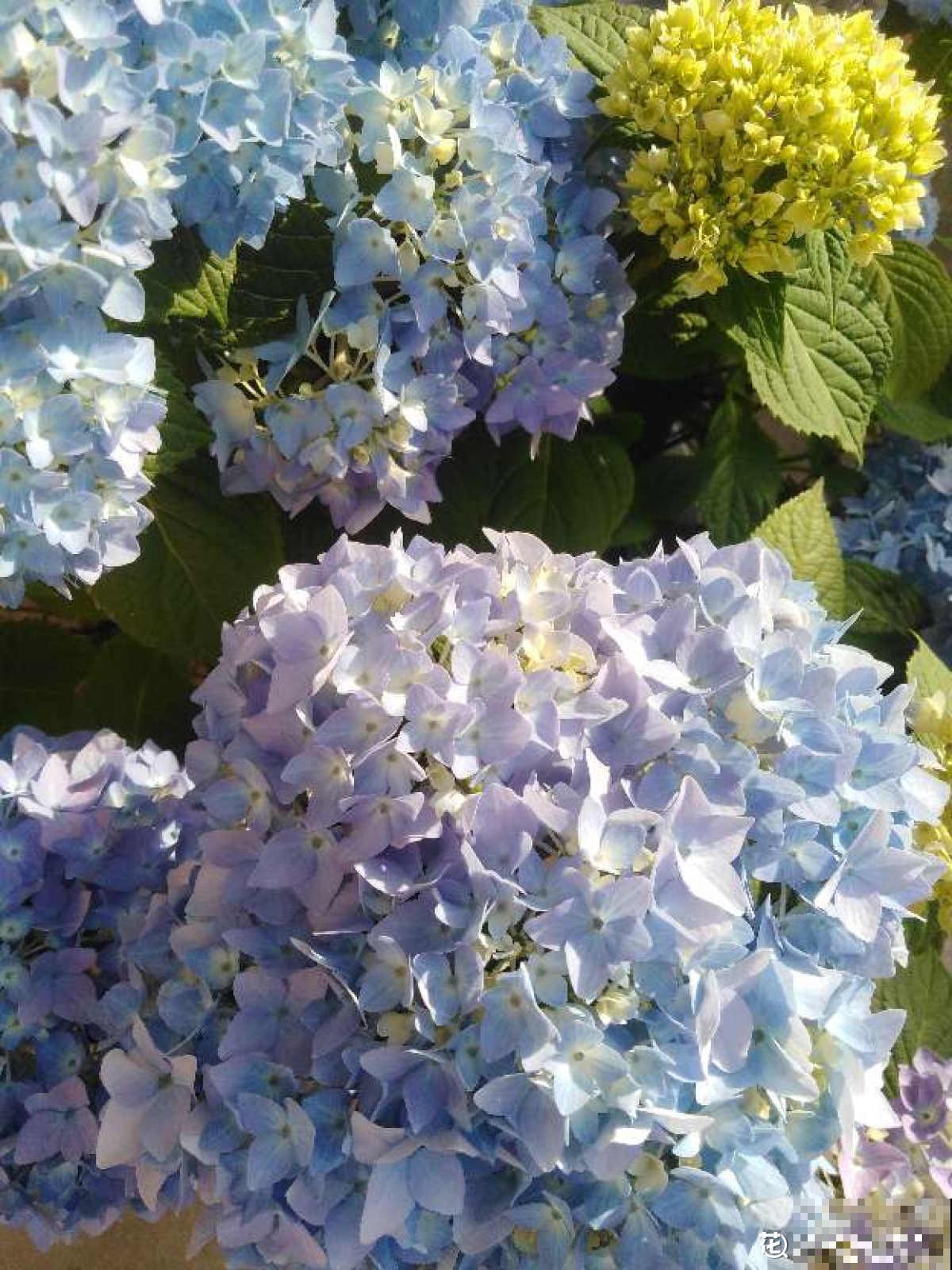 夏天的绣球花,下雨后搬出去,淋雨长更旺 夏天的绣球花,下雨后搬出去,淋雨长更旺