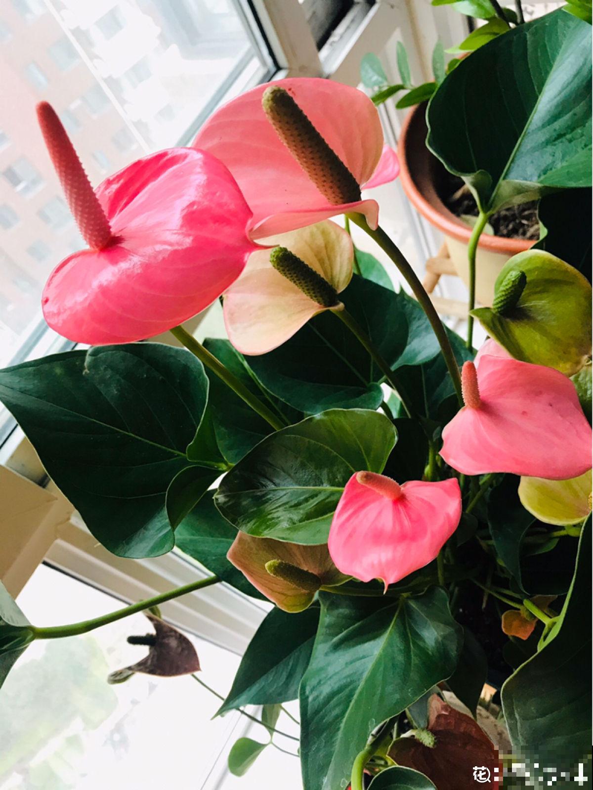 资深花友,还有什么是你没种过的?少见家养植物大曝光 资深花友,还有什么是你没种过的?少见家养植物大曝光