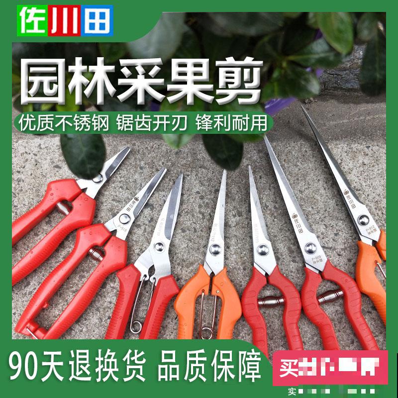 5种花夏天不用遮阴，越晒开花越带劲，满盆都是花