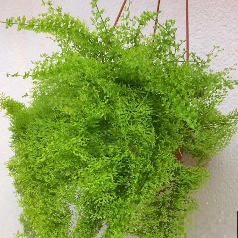 卫生间里养盆蕨，净化空气，满眼绿意