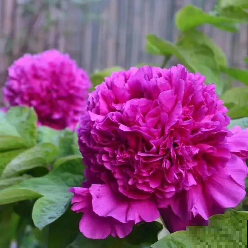 中国人最爱养的花，富贵又大气，养大门口特有面子！