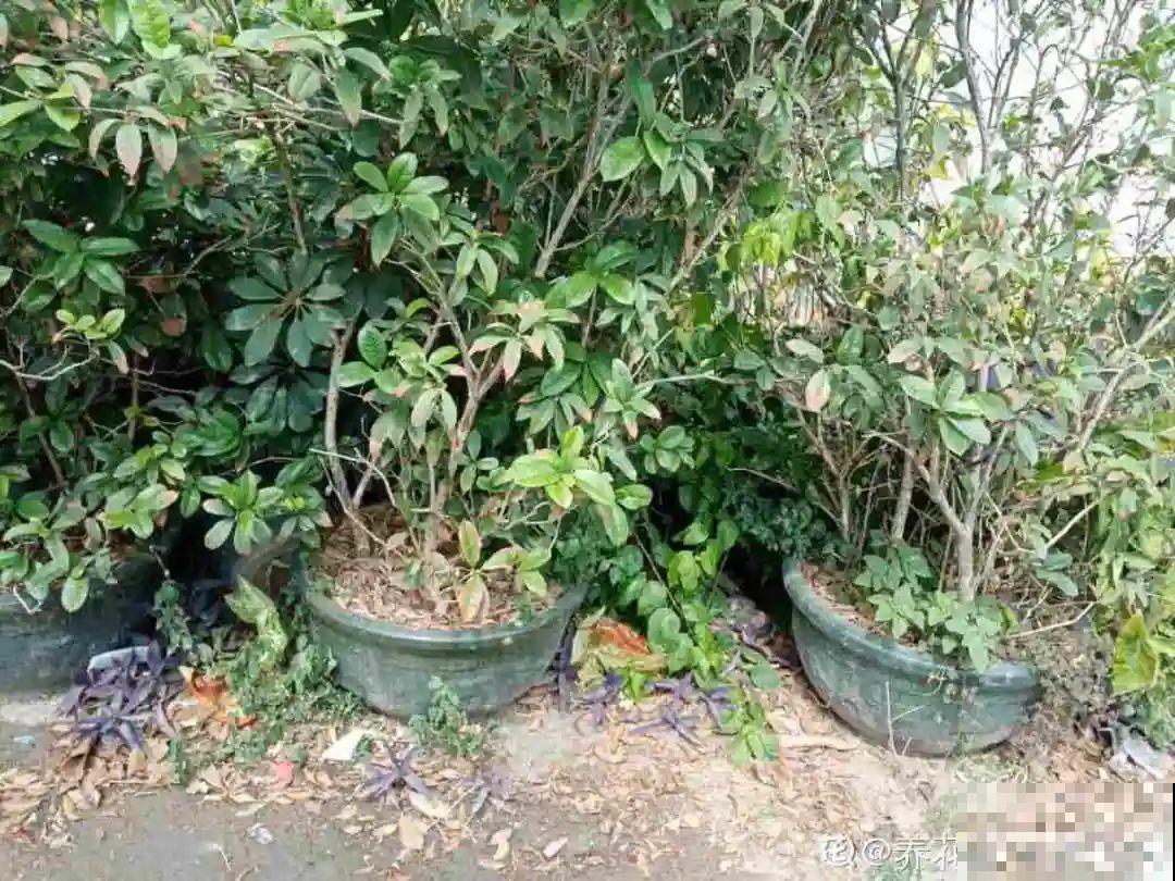 养花“黑名单”实在太难养，心累