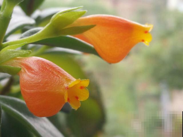 4种花现在要搬进屋，要是再晒下去，就要晒成“枯草”