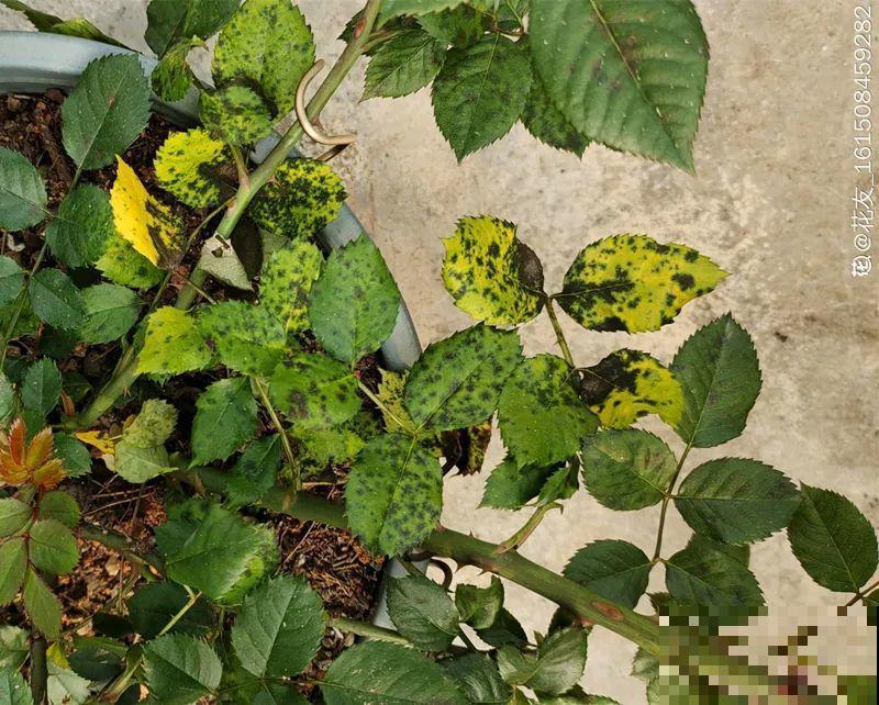 9种花最怕下雨天，一淋雨就死，太心疼了