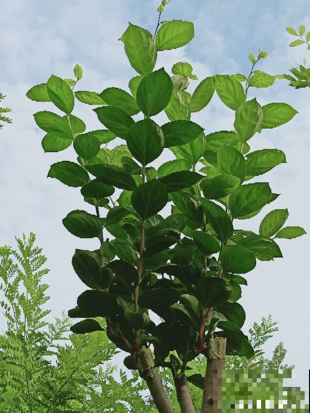 院里一棵柿子树，简单5步，红红火火丰收一片