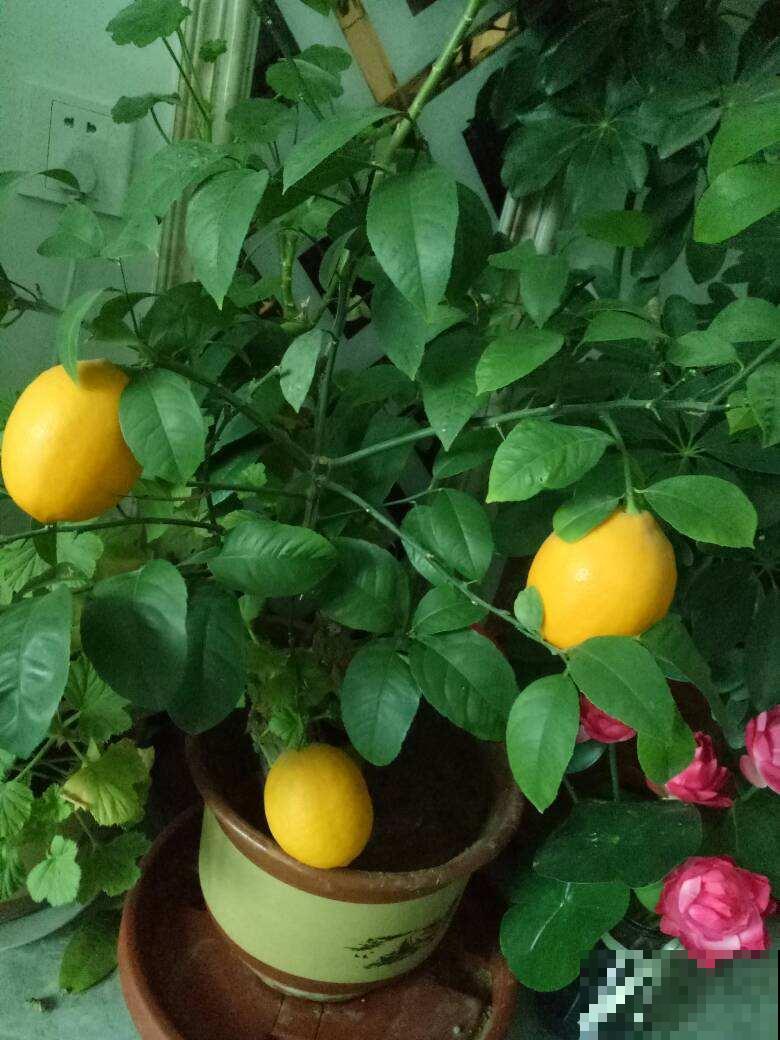 室内空气不好,养盆杀菌花,释放氧气效果好 室内空气不好,养盆杀菌花,释放氧气效果好