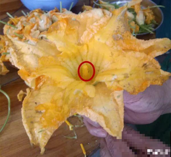 家门口的木槿花，裹上面炸一炸，外酥里嫩香喷喷