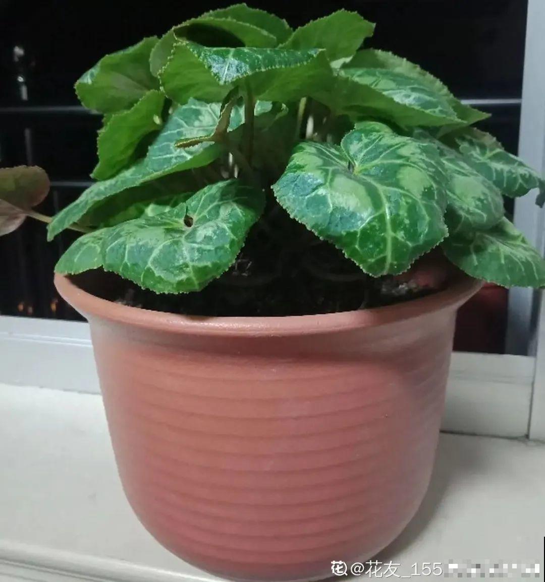 8种花夏天不能买,买回来就死,白浪费钱 8种花夏天不能买,买回来就死,白浪费钱