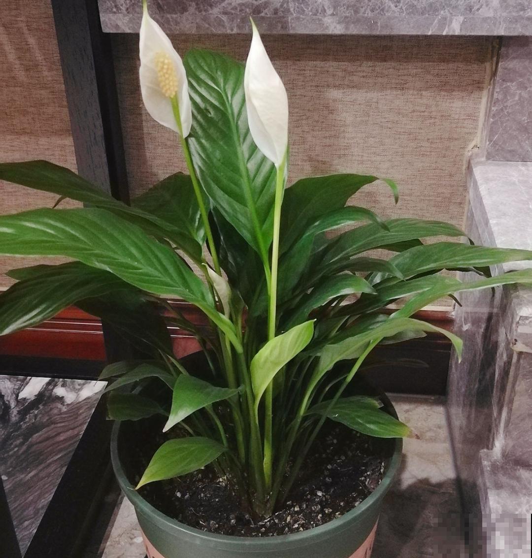 7种花，立秋后换盆，秋冬才能越养越好