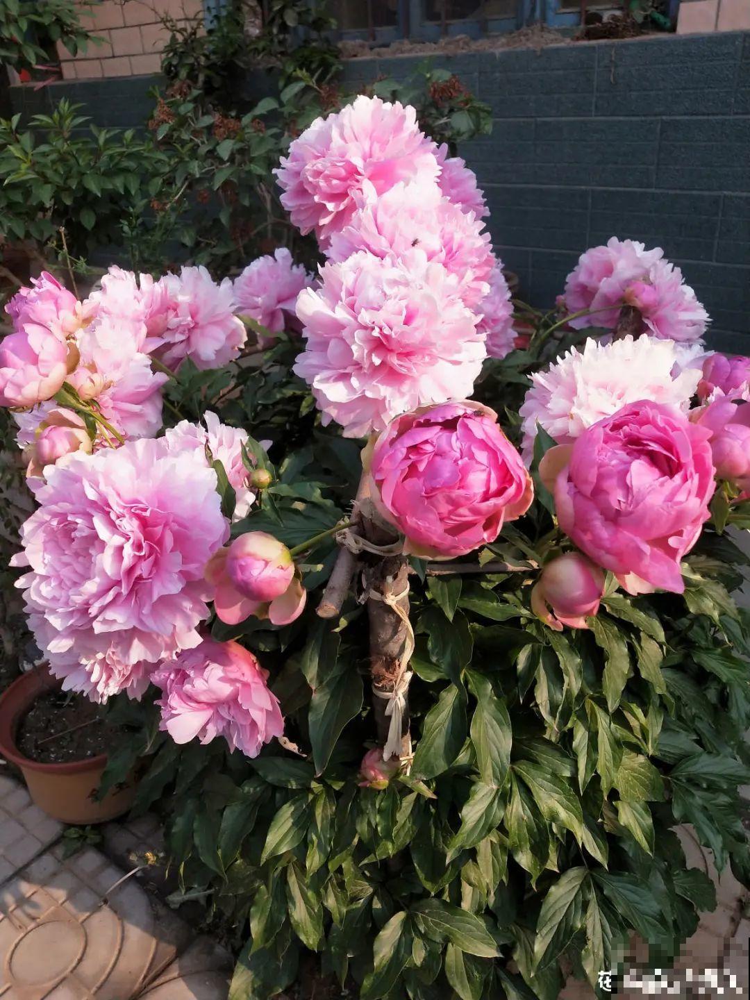 一年只能种一次的花,开花富贵寓意吉祥,堪称“花中宰相” 一年只能种一次的花,开花富贵寓意吉祥,堪称“花中宰相”