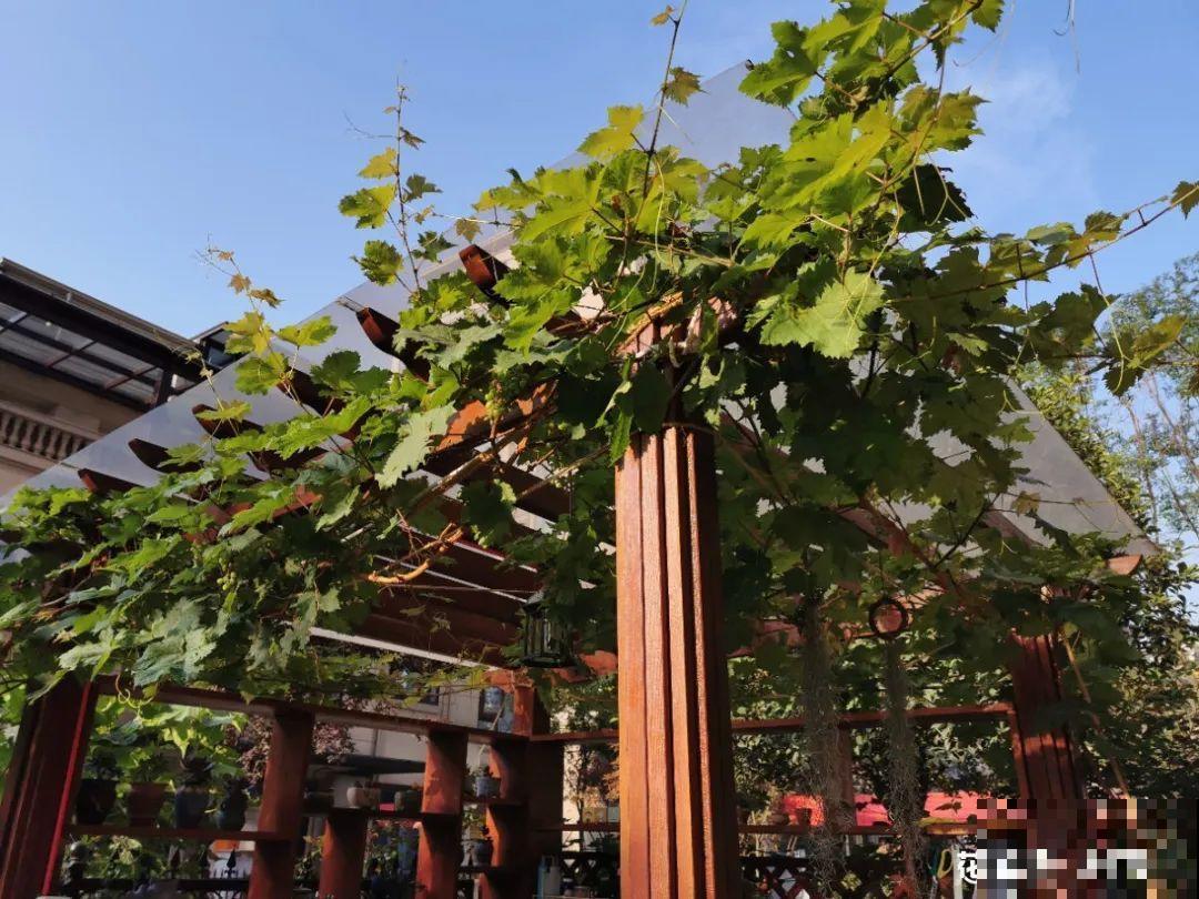 有个小院种种花，听风看雨，满眼花木