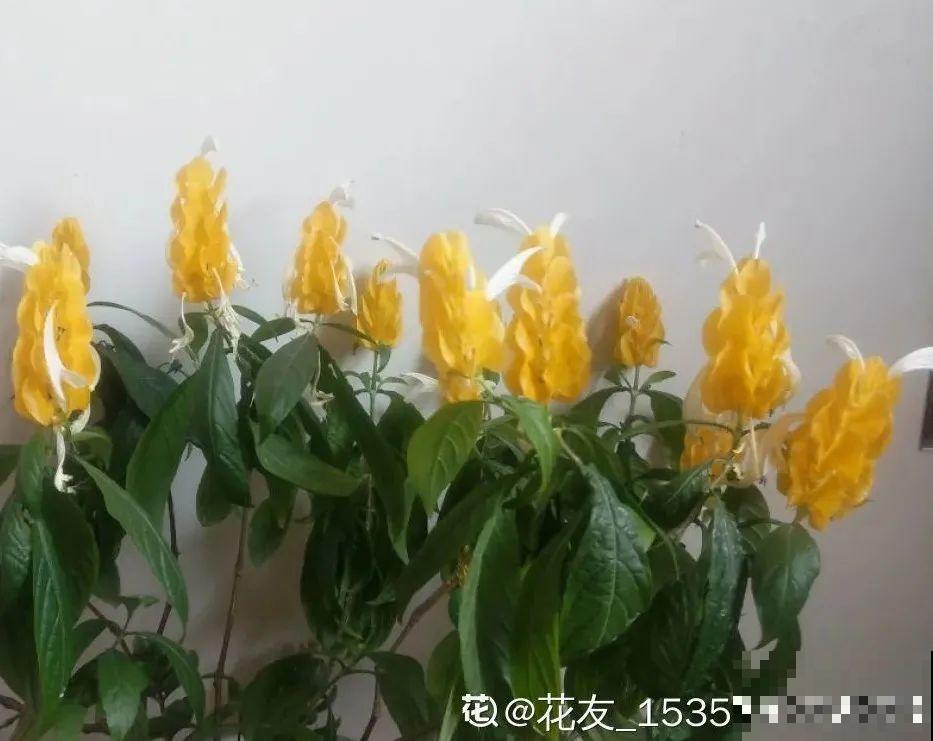 8种花名字里带金,听着就富贵,赶紧养一盆 8种花名字里带金,听着就富贵,赶紧养一盆