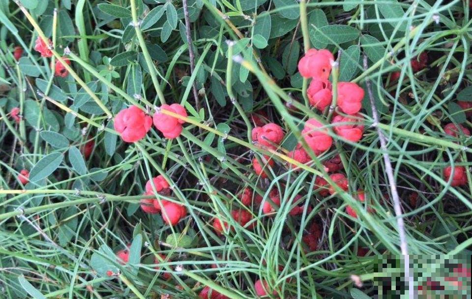 路边野花别乱采，采了有麻烦，再好看也别碰