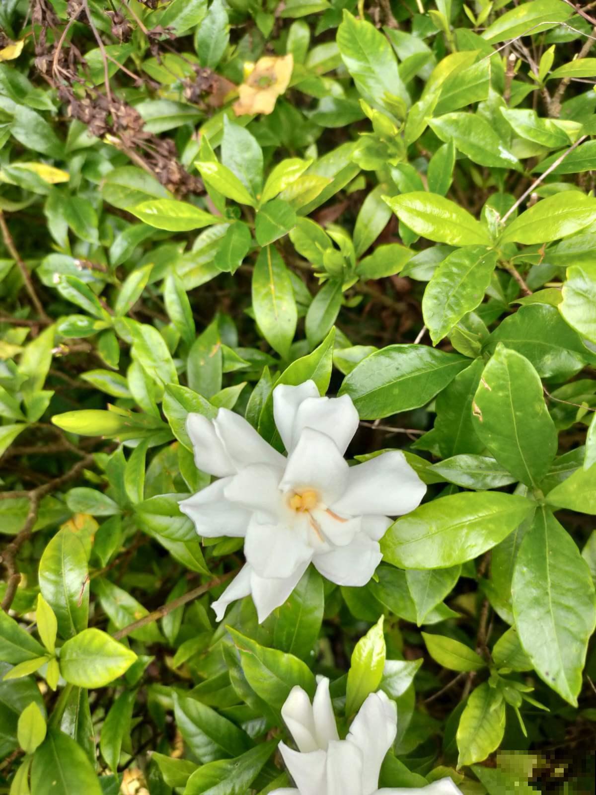 好看就能养活？5种好看但难养的花，小白难养活