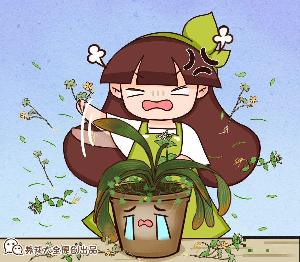 夏天少管君子兰！养护太周到，难怪挺不过夏天