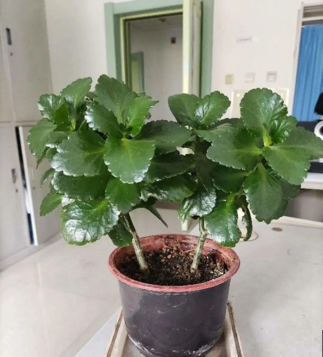 9种花,夏天休眠了,一定少浇水,否则越浇越死 9种花,夏天休眠了,一定少浇水,否则越浇越死