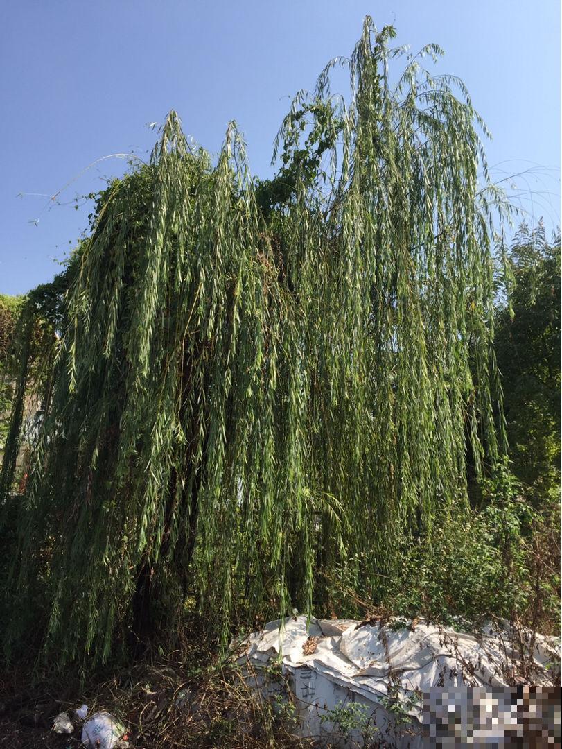 院子里不能随便种树，尤其是这3种