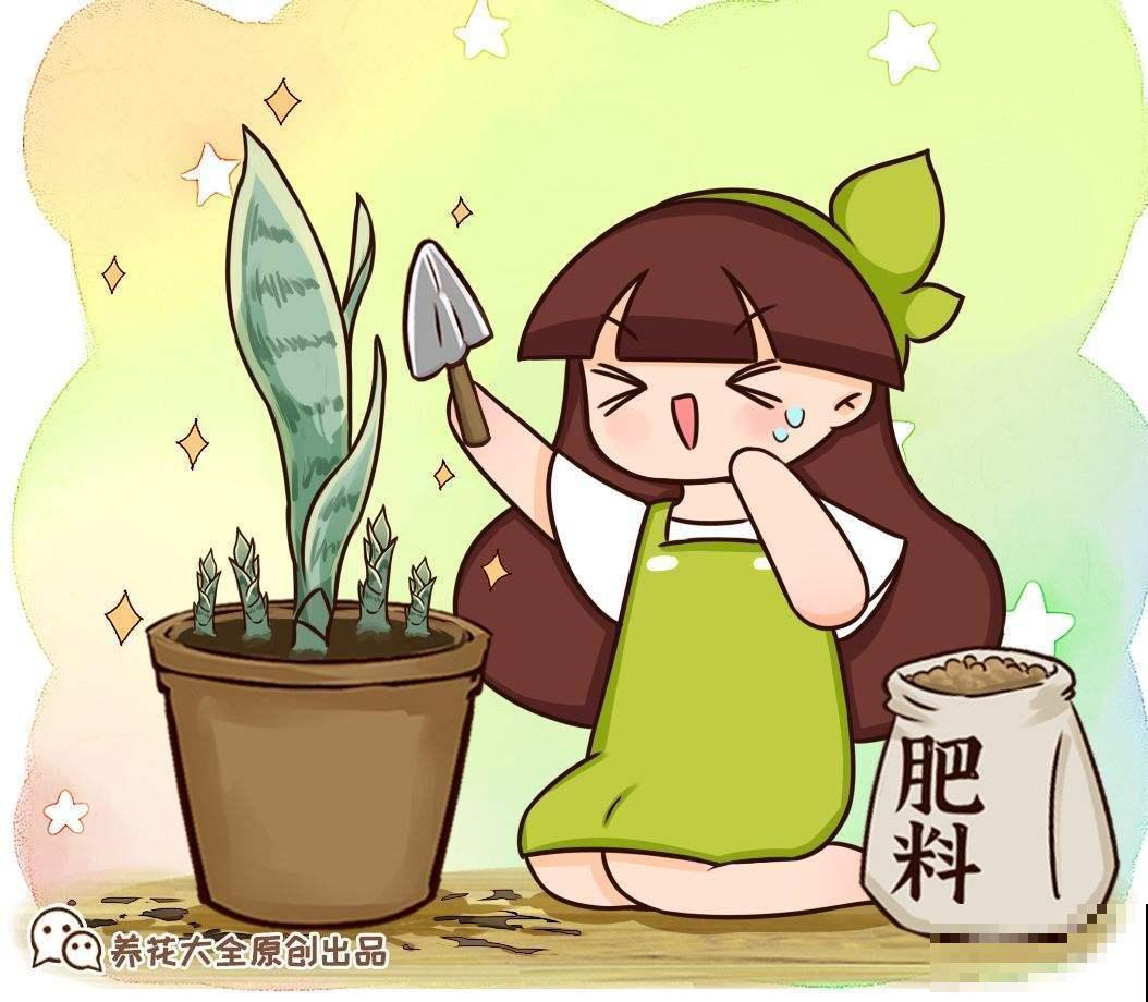 家中空气不清新？养这5种植物，清香怡人