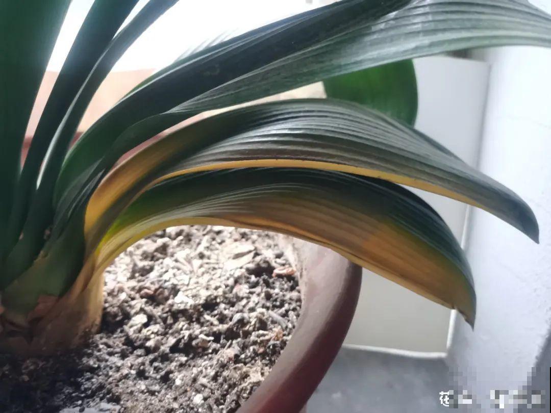 夏天养君子兰，要注意一个“懒”字，不然烂叶又烂芯