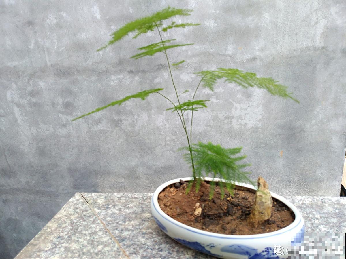 文竹娇嫩像公主，不注意这2点，咋养都得生点病