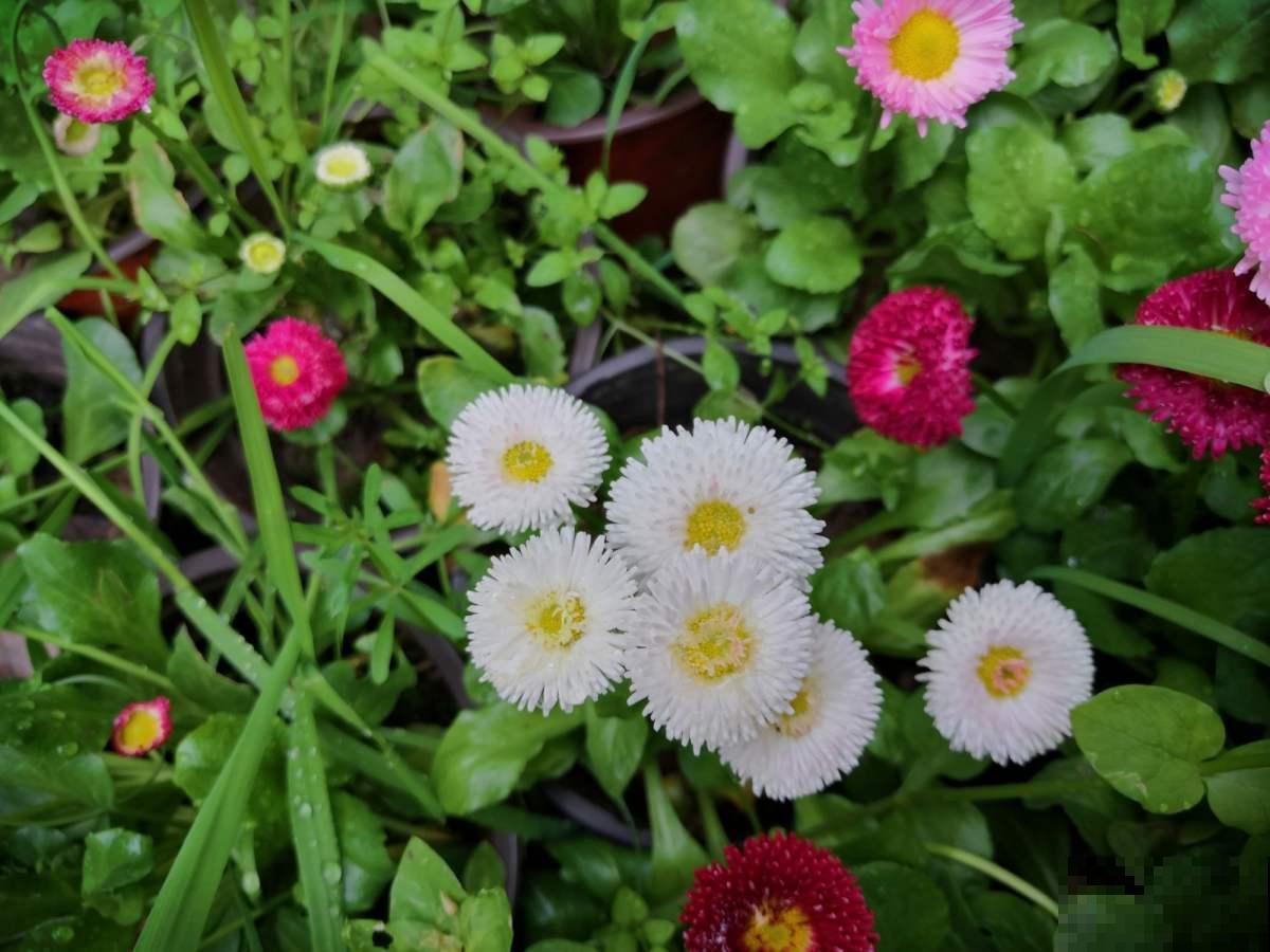 炎炎夏日，要想养花省心，非小雏菊莫属