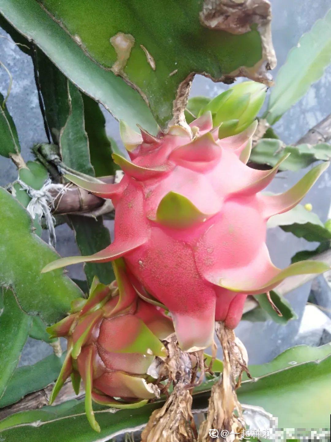 家里种盆无花果,想要结果很容易,省下一笔水果钱 家里种盆无花果,想要结果很容易,省下一笔水果钱