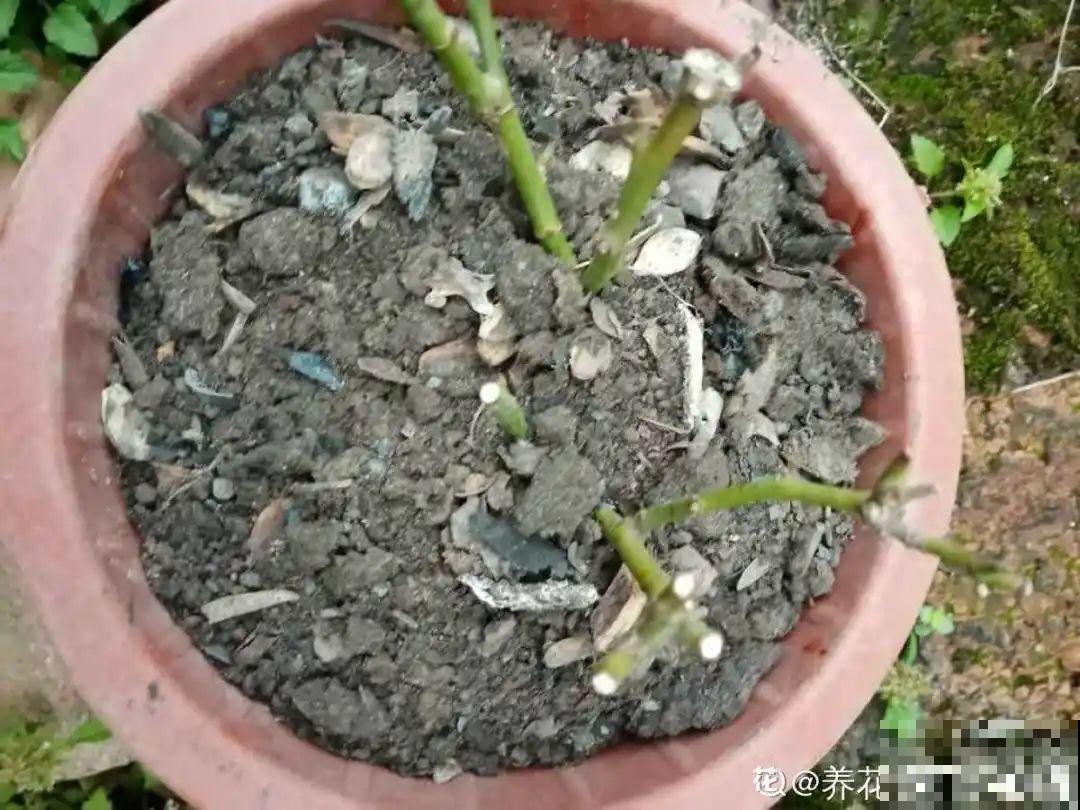 9种土别拿来养花,对花不好,容易黄叶烂根 9种土别拿来养花,对花不好,容易黄叶烂根