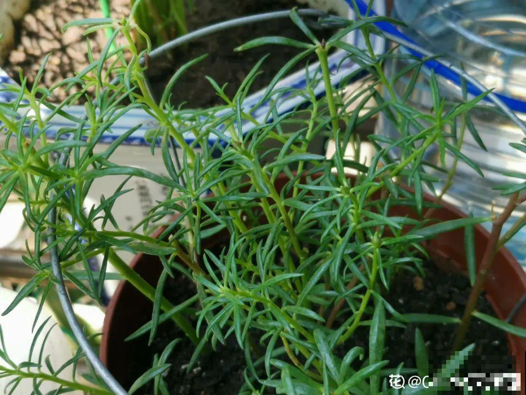 茉莉一长高就剪，别舍不得， 剪对了能快速复花