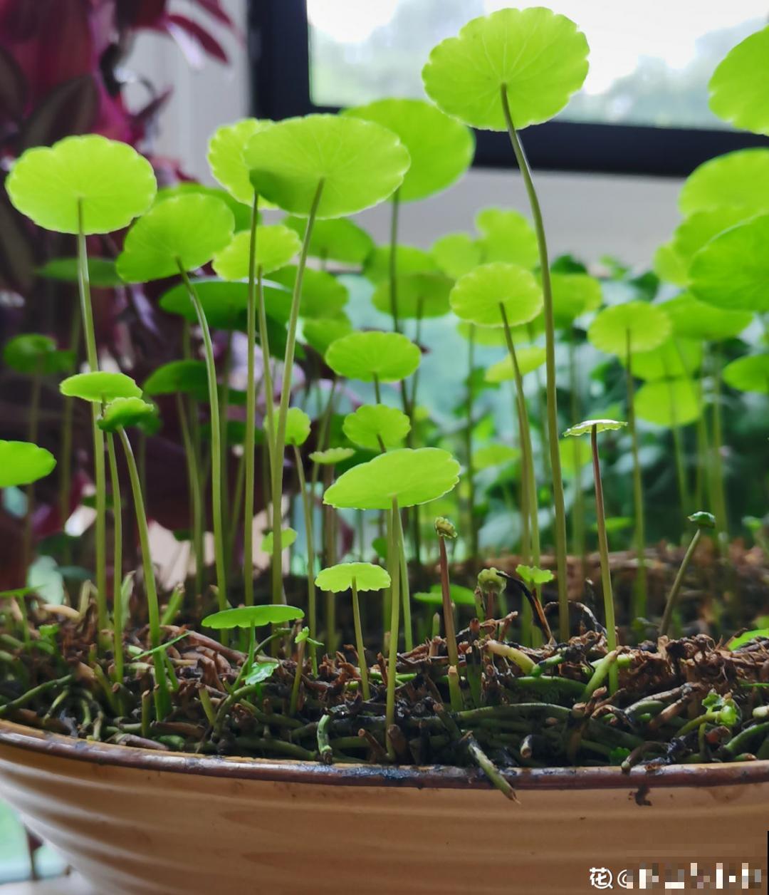 10种花，一天不见水就萎缩，狂补水就对了！