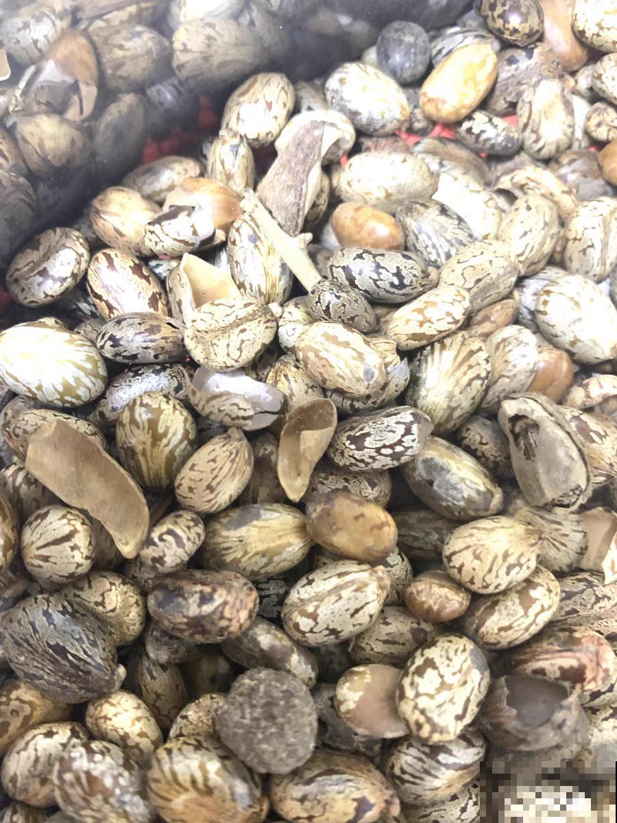 路边的有毒果，被老人捡回家吃，真吓人