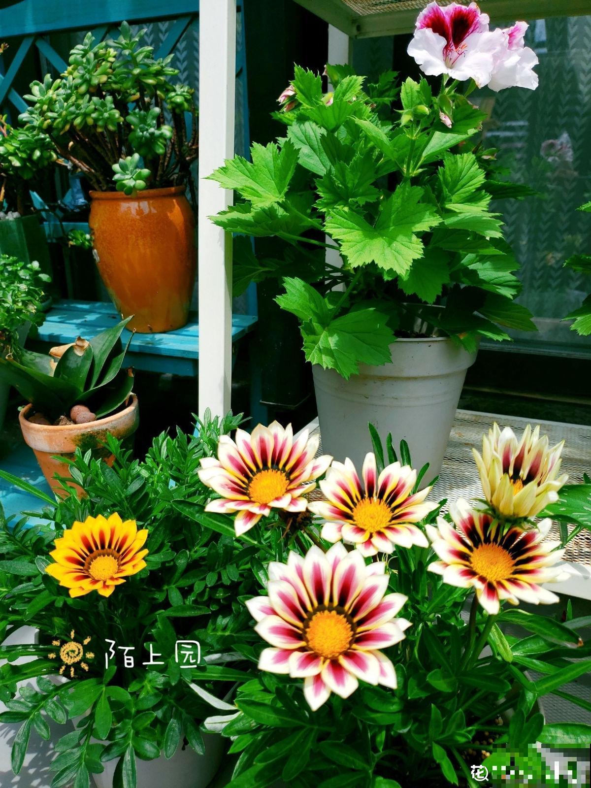 怀孕辣妈超爱养花，亲力亲为建花园，现在人人都羡慕